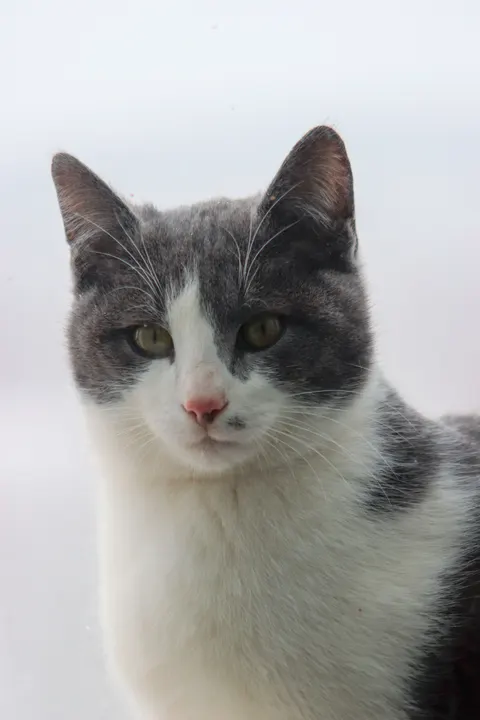 Cute Cat Phone Wallpaper · pets · 1440×2160