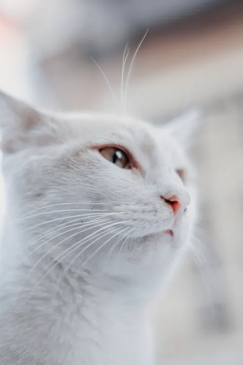 Cute Cat Phone Wallpaper · pets · 1440×2160