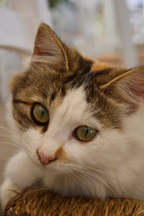 可爱猫咪 手机壁纸 · pets · 1440×2160