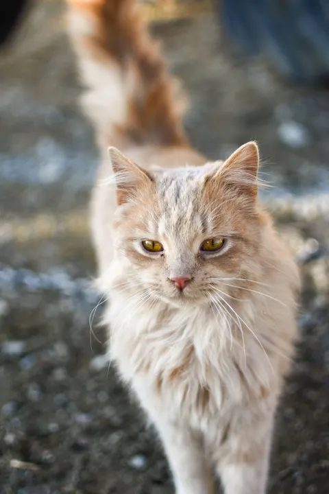 Cute Cat Phone Wallpaper · pets · 1440×2160