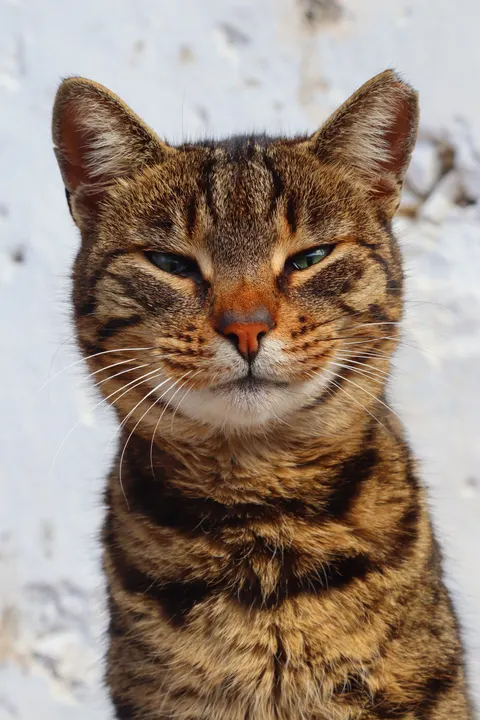 Cute Cat Phone Wallpaper · pets · 1440×2160