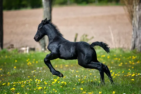 Horse 4K Wallpaper · animals · 3840×2563