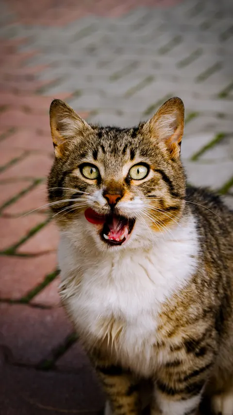 Cute Cat Phone Wallpaper · pets · 1440×2559