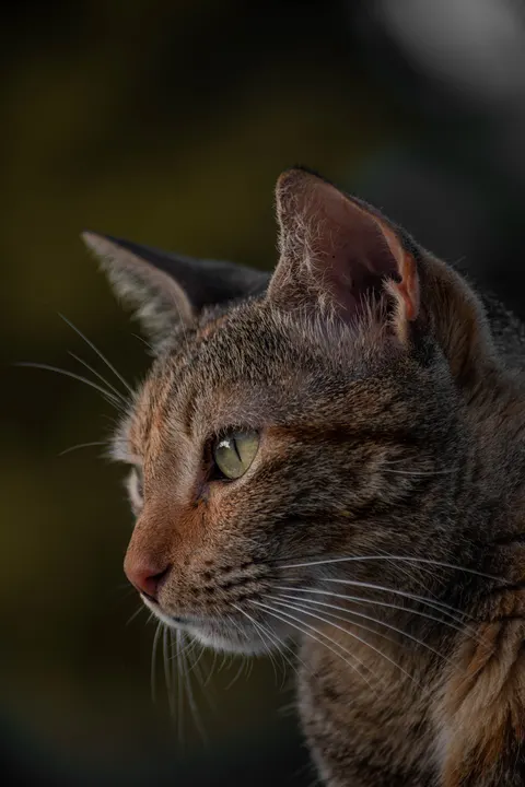 Cute Cat Phone Wallpaper · pets · 1440×2160