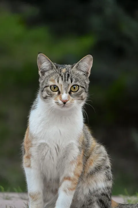 Cute Cat Phone Wallpaper · pets · 1440×2160