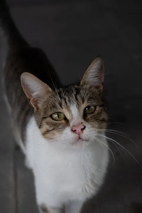 Cute Cat Phone Wallpaper · pets · 1440×2160