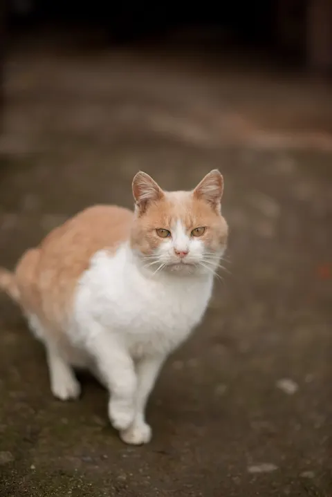 Cute Cat Phone Wallpaper · pets · 1440×2158