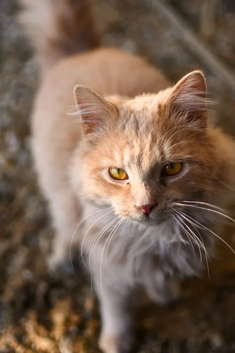 Cute Cat Phone Wallpaper · pets · 1440×2160