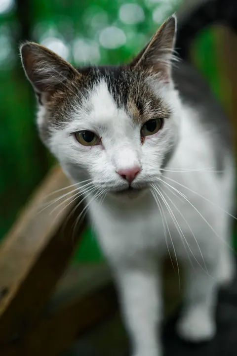 Cute Cat Phone Wallpaper · pets · 1440×2160
