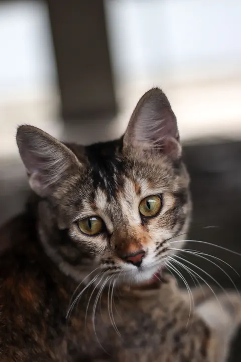Gatto Tenero Sfondo per Telefono · pets · 1440×2160