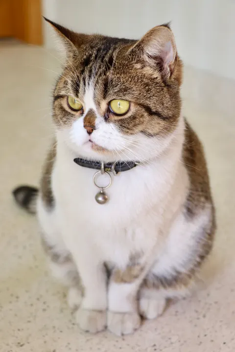 Kucing Lucu Wallpaper HP · pets · 1440×2160