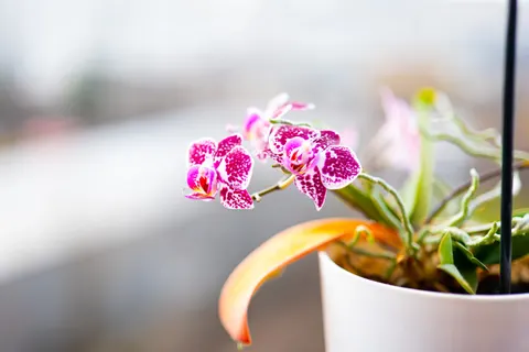 Sfondo Orchidea 4K · flowers · 3840×2560