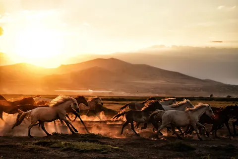 At 4K Duvar Kağıdı · animals · 3840×2561