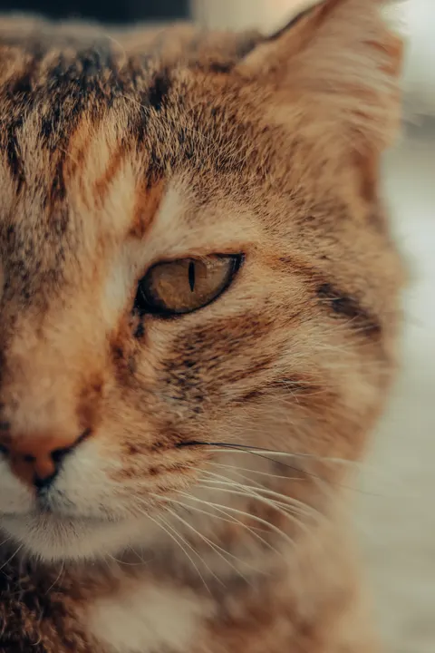 Cute Cat Phone Wallpaper · pets · 1440×2160