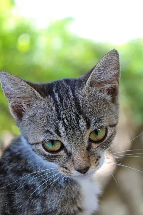 Cute Cat Phone Wallpaper · pets · 1440×2160
