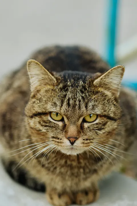 Cute Cat Phone Wallpaper · pets · 1440×2160