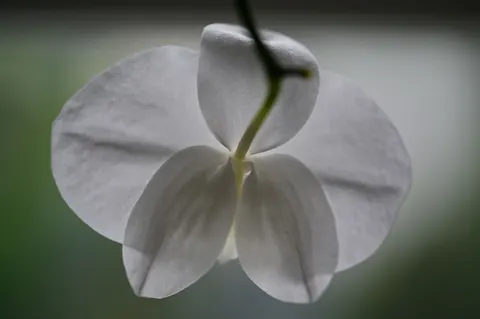 Tapeta Orchidea 4K · flowers · 3840×2555