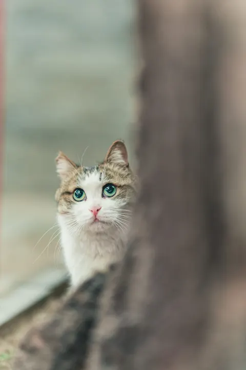 Cute Cat Phone Wallpaper · pets · 1440×2160