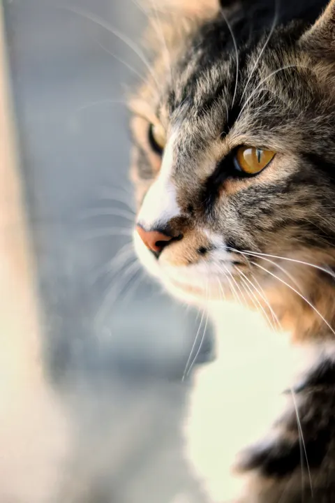 Cute Cat Phone Wallpaper · pets · 1440×2160