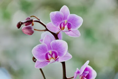 Wallpaper Anggrek 4K · flowers · 3840×2566