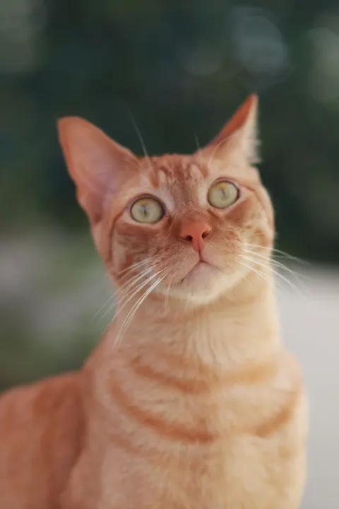 Cute Cat Phone Wallpaper · pets · 1440×2160