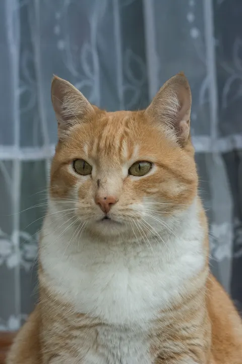 Mèo Dễ Thương Hình Nền Điện Thoại · pets · 1440×2160