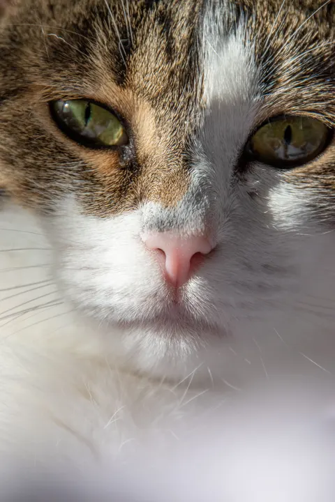 Cute Cat Phone Wallpaper · pets · 1440×2160