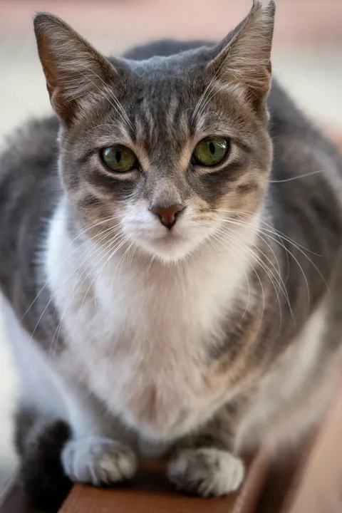 Cute Cat Phone Wallpaper · pets · 1440×2160