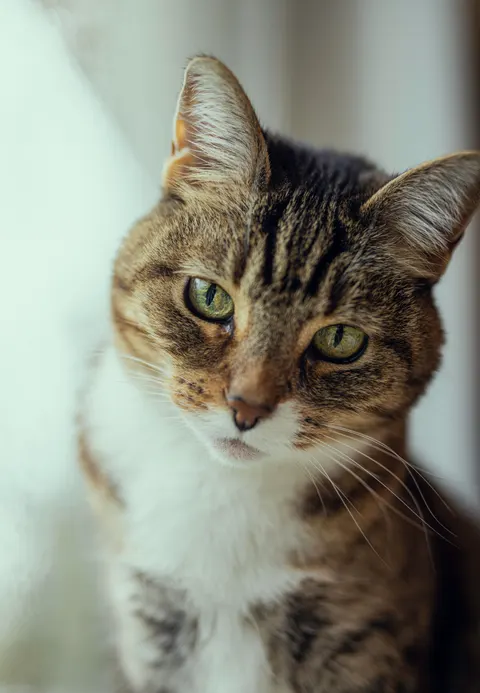 Cute Cat Phone Wallpaper · pets · 1440×2081