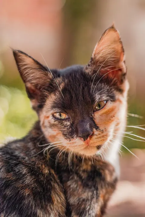 Cute Cat Phone Wallpaper · pets · 1440×2160