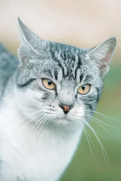 Gato Fofo Papel de Parede para Celular · pets · 1440×2160