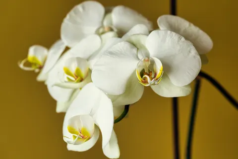 خلفية أوركيد بدقة 4K · flowers · 3840×2561
