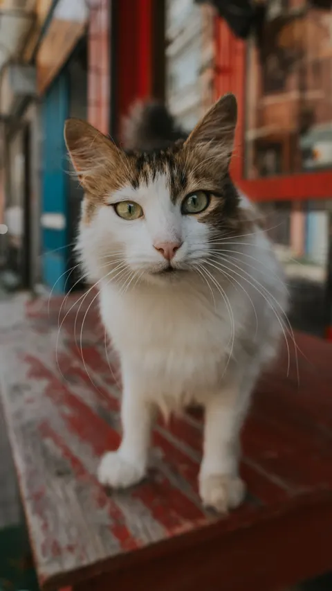 Cute Cat Phone Wallpaper · pets · 1440×2560