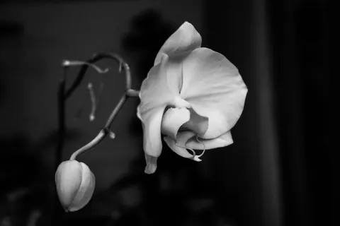 Fond d'écran Orchidée 4K · flowers · 3840×2560
