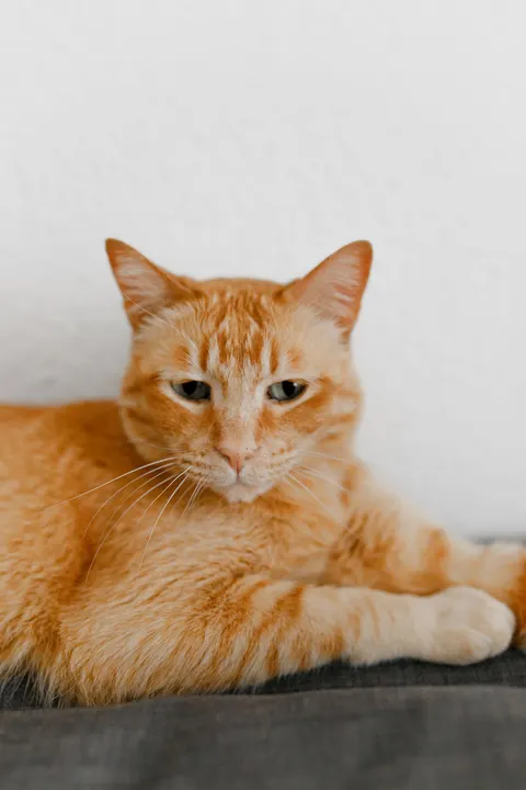 Cute Cat Phone Wallpaper · pets · 1440×2160