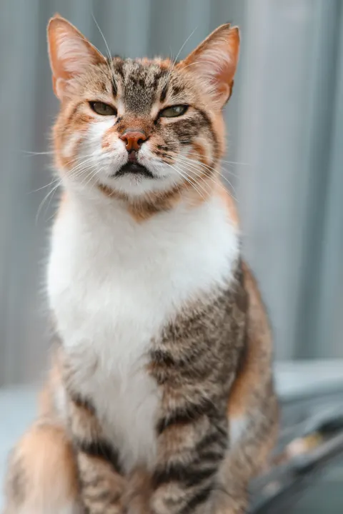 Cute Cat Phone Wallpaper · pets · 1440×2160