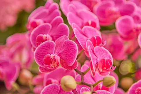Tapeta Orchidea 4K · flowers · 3840×2560