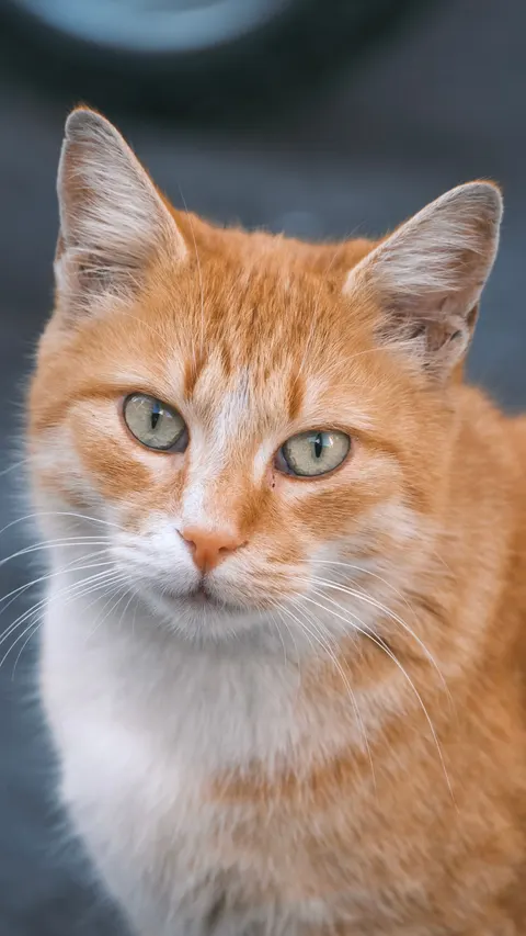 Cute Cat Phone Wallpaper · pets · 1440×2560