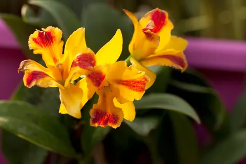 والپیپر ارکیده با کیفیت 4K · flowers · 3840×2560
