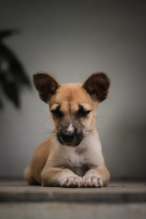 Puppy Phone Wallpaper · pets · 1440×2160