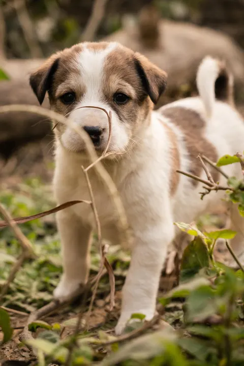 Puppy Phone Wallpaper · pets · 1440×2160