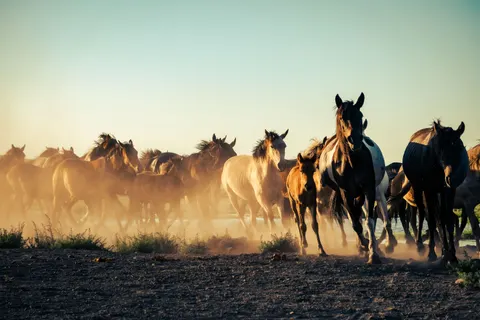 Papel de parede Cavalo 4K · animals · 3840×2560