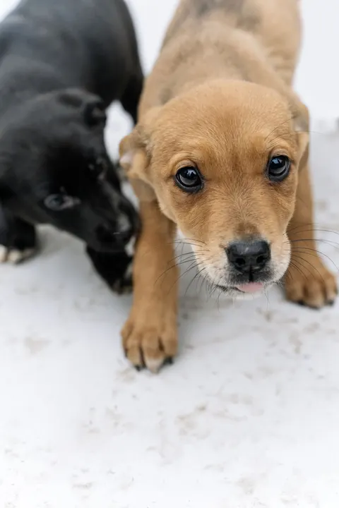 Fond d'écran mobile Chiot · pets · 1440×2160