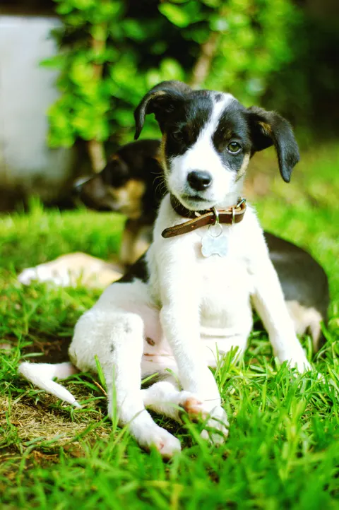Puppy Phone Wallpaper · pets · 1440×2166
