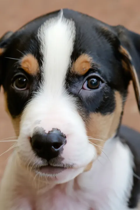 Puppy Phone Wallpaper · pets · 1440×2160