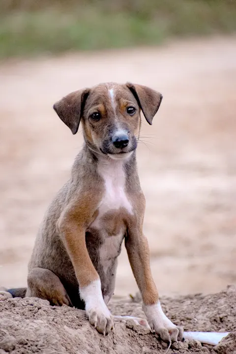 Puppy Phone Wallpaper · pets · 1440×2160