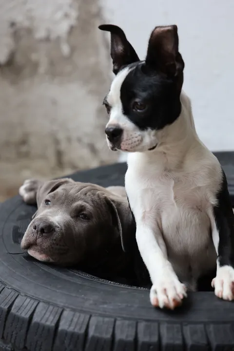 Puppy Phone Wallpaper · pets · 1440×2160
