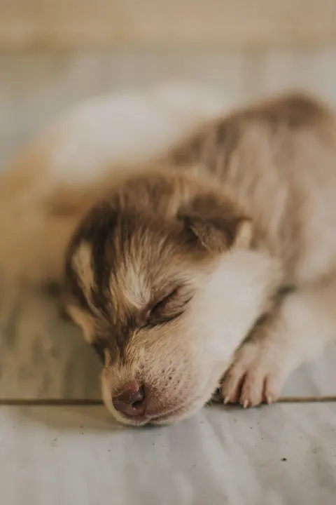جرو خلفية للجوال · pets · 1440×2160