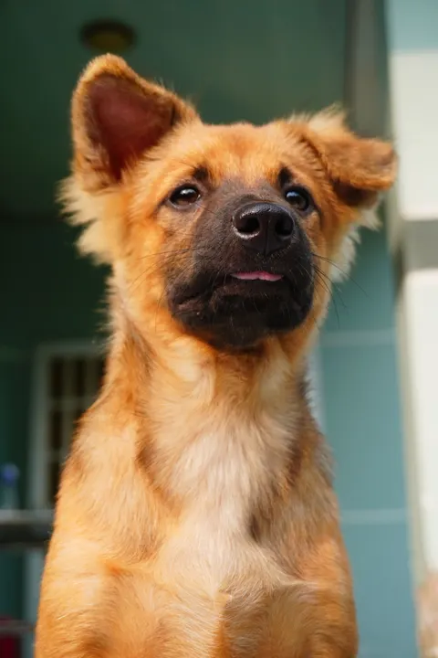 Puppy Phone Wallpaper · pets · 1440×2160
