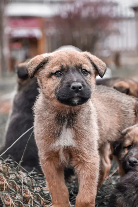 Puppy Phone Wallpaper · pets · 1440×2160